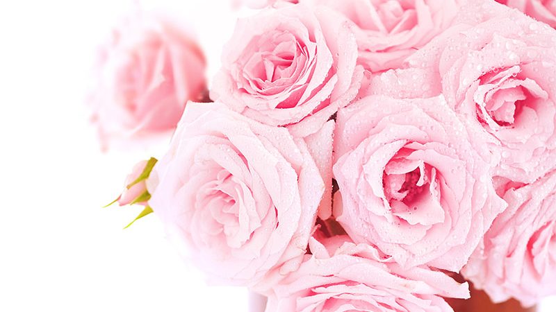 asca-flower